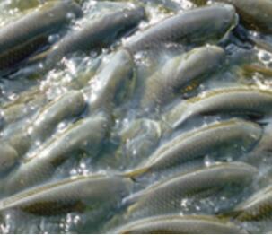 水产品养殖、深加工项目