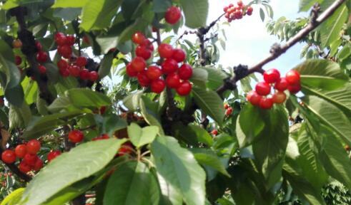 西安灞桥樱桃谷旅游开发项目